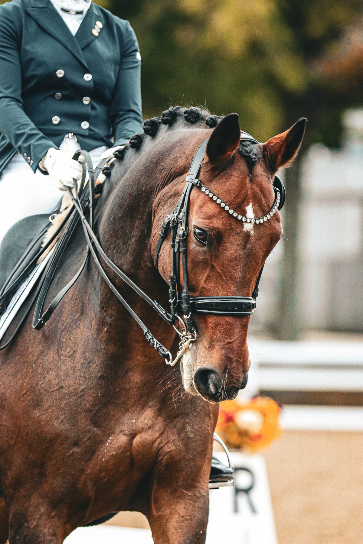 A headshot of a bay dressage horse warming up before a test in Conyers, Georgia.