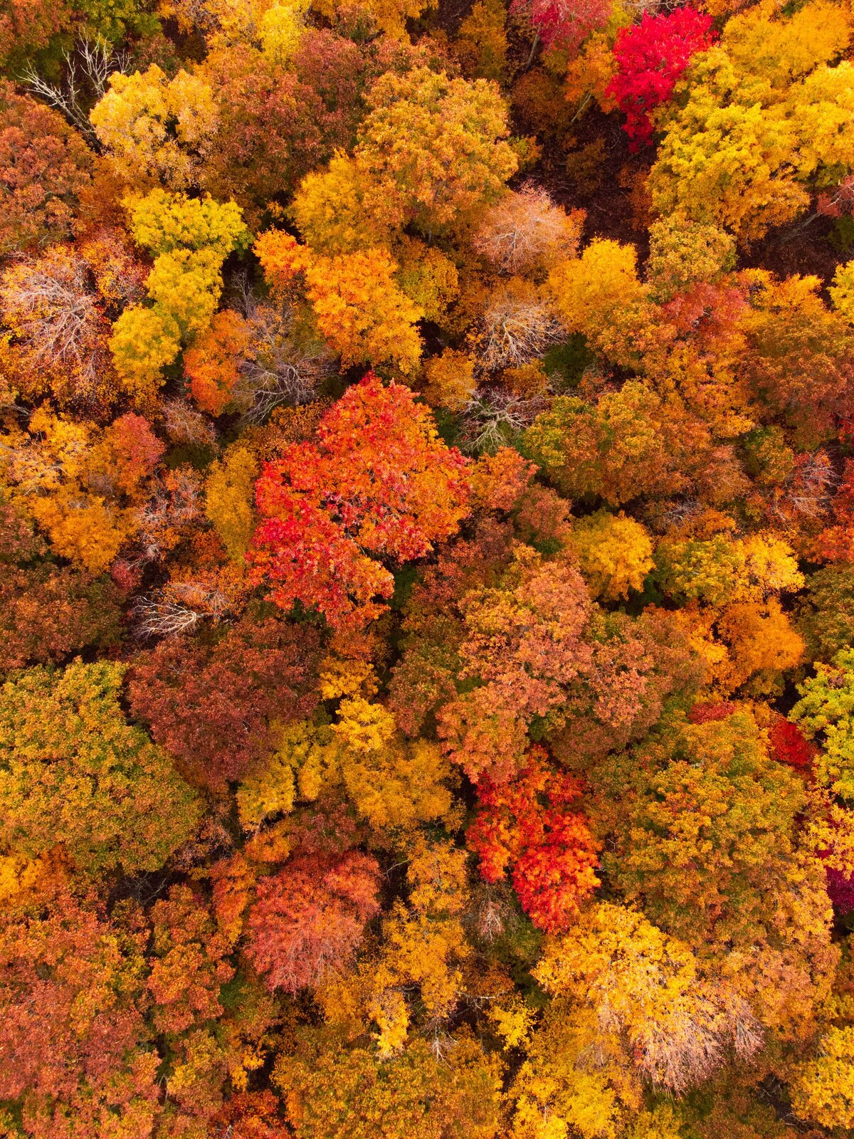 DJI_0926