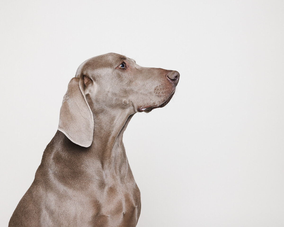 Kaori Stewart_Studio Dog Portrait_21