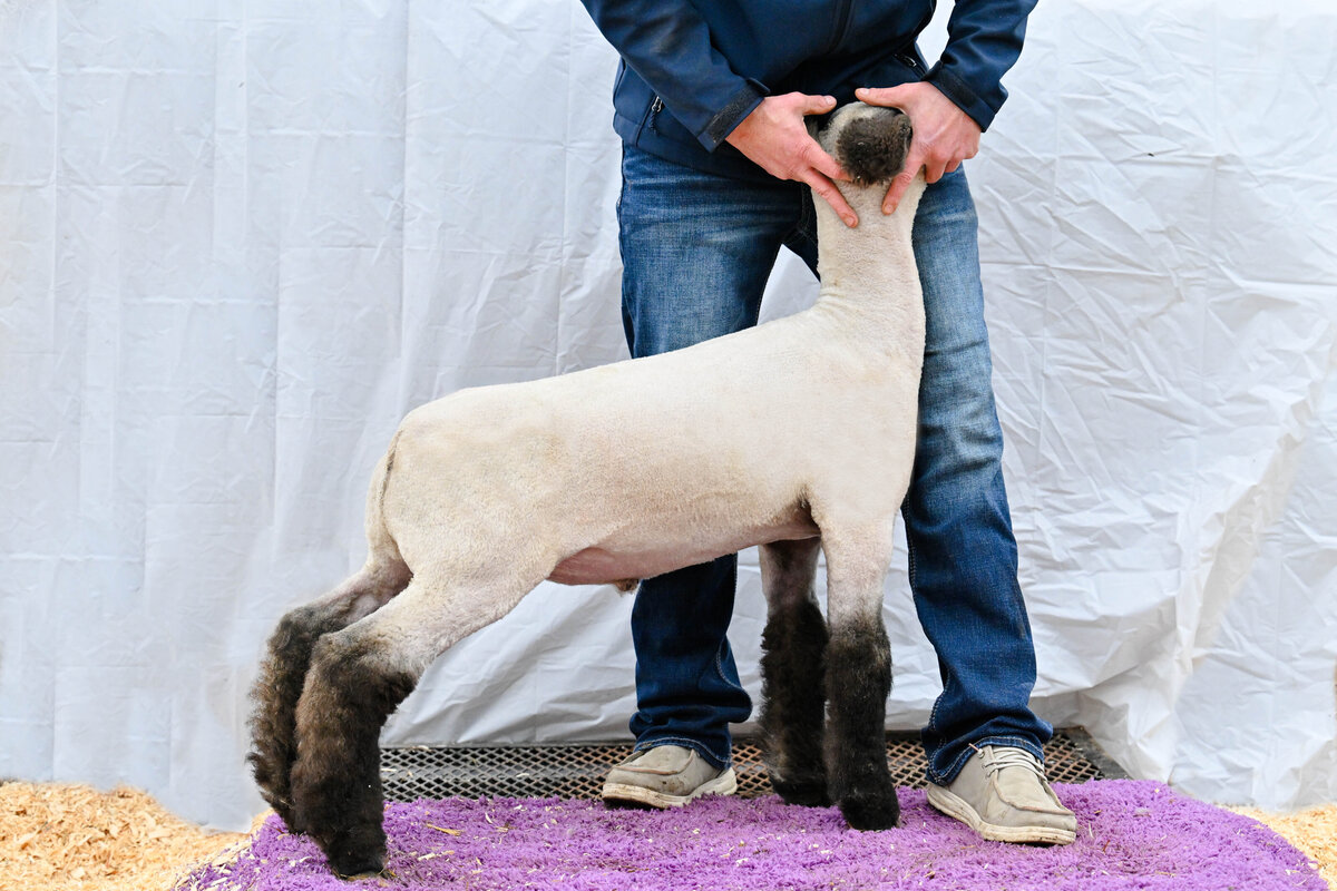 wether sale picture