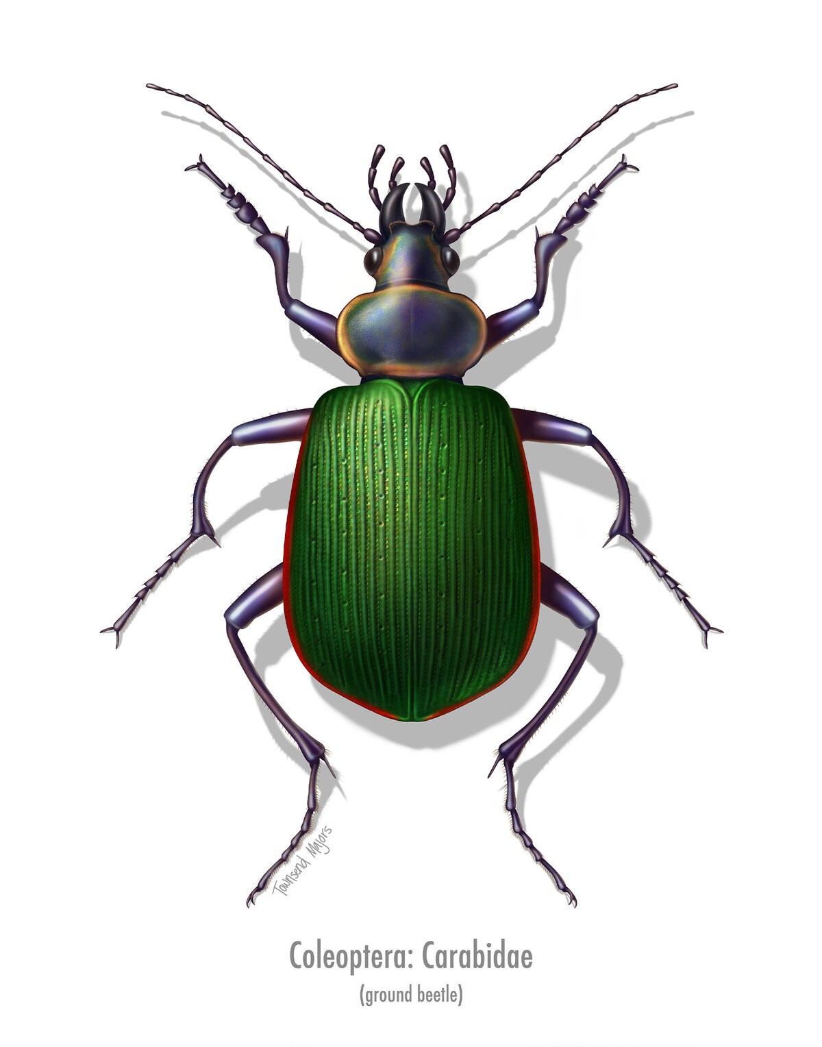 Townsend Majors' illustration of a ground beetle