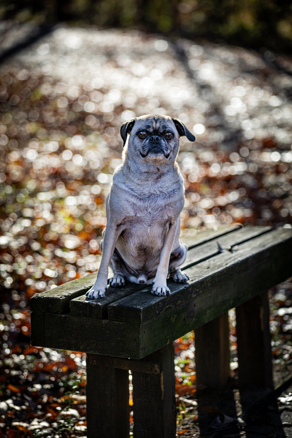 A pug sitting on a bench leaning off.