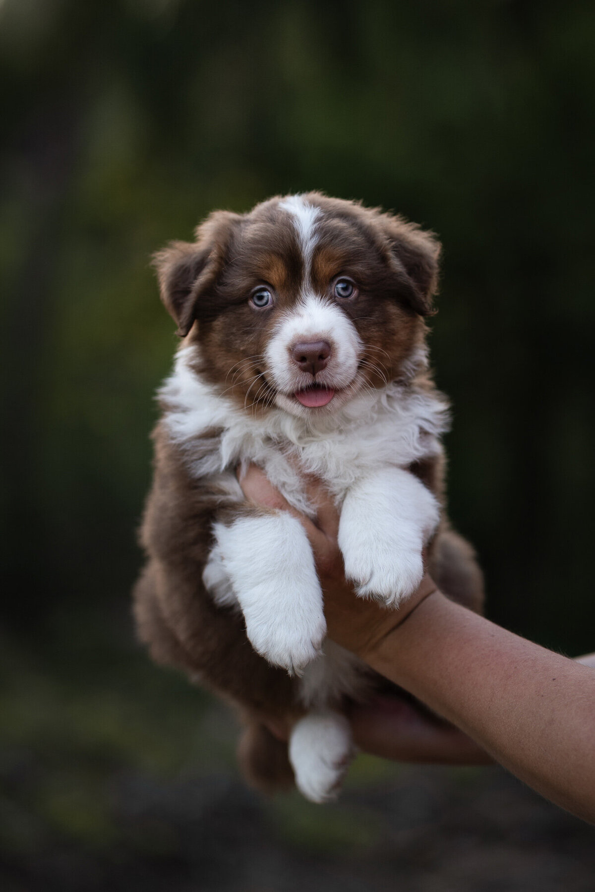 Puppy fotoshoot bij Coby Nies fotografie
