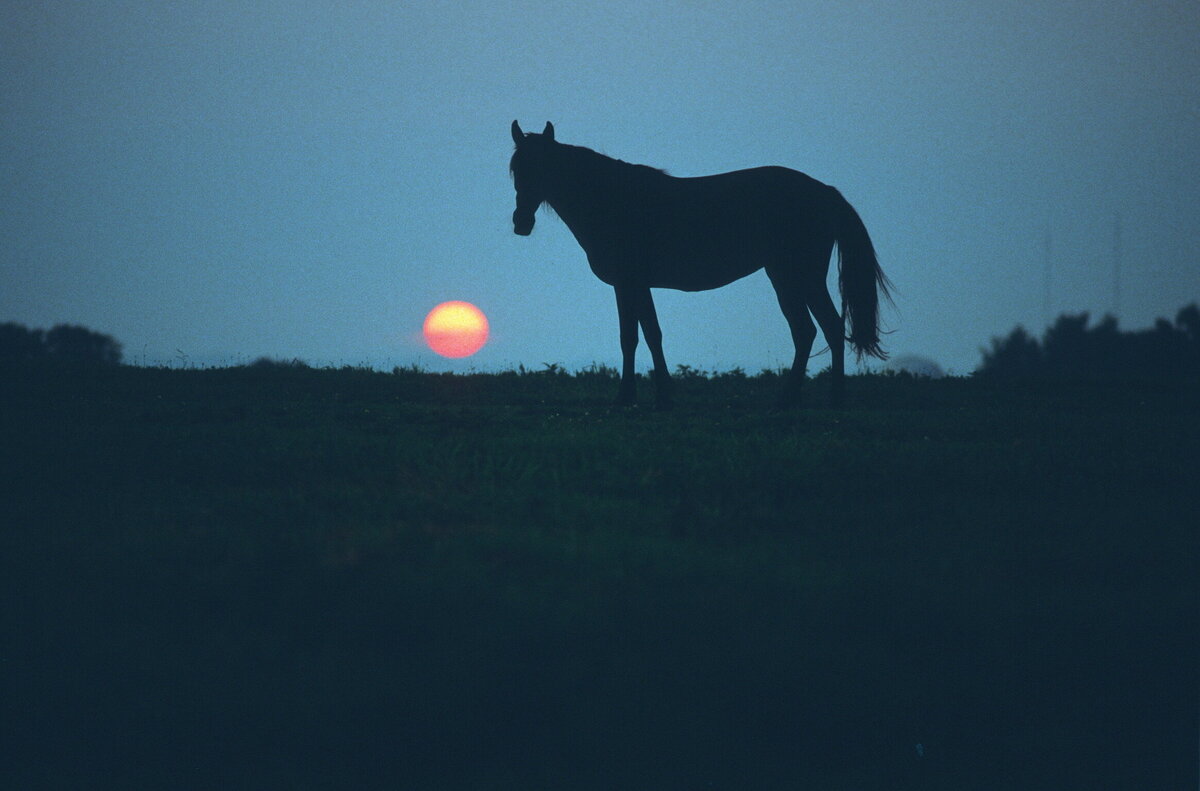 6 Mare at Sunrise