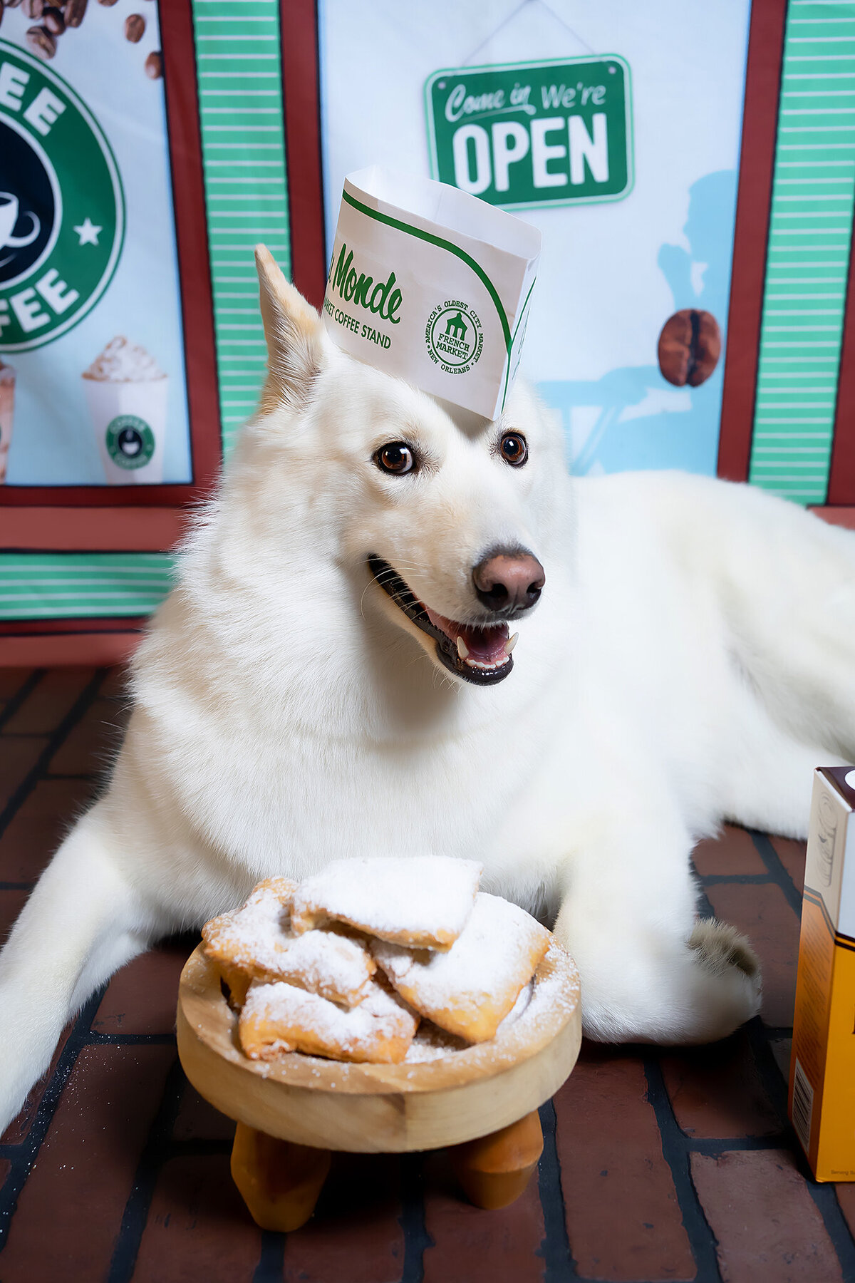 New Orleans Pet Photographer 72