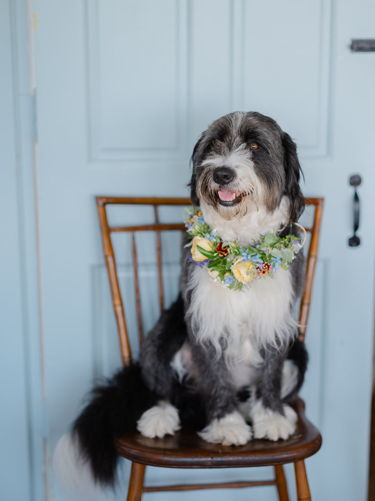 Dog Ring Bearer