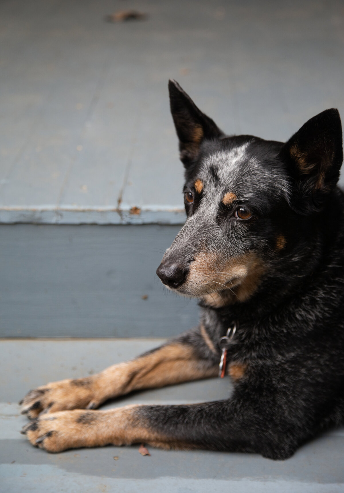 Puppy Watching the World-1