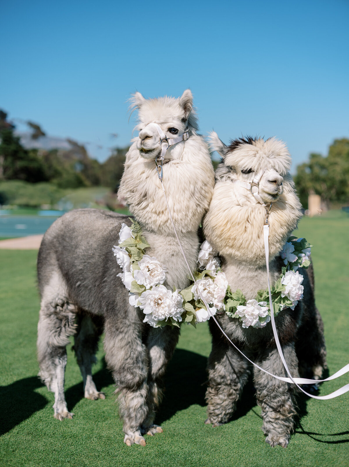Montecito Club Wedding - Santa Barbara Wedding Photographer-00069