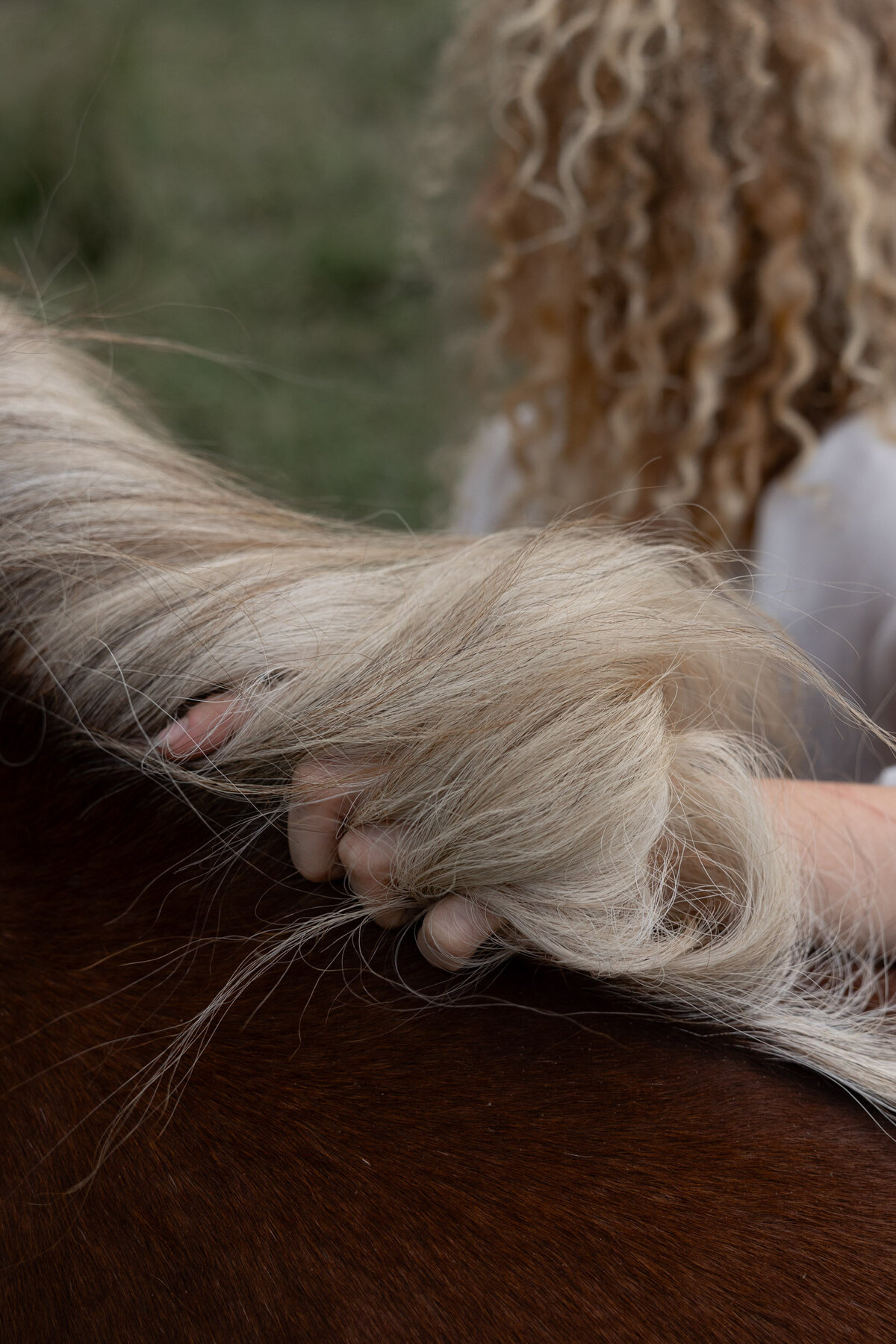 Zachte vacht en wilde manen van paard Lara.