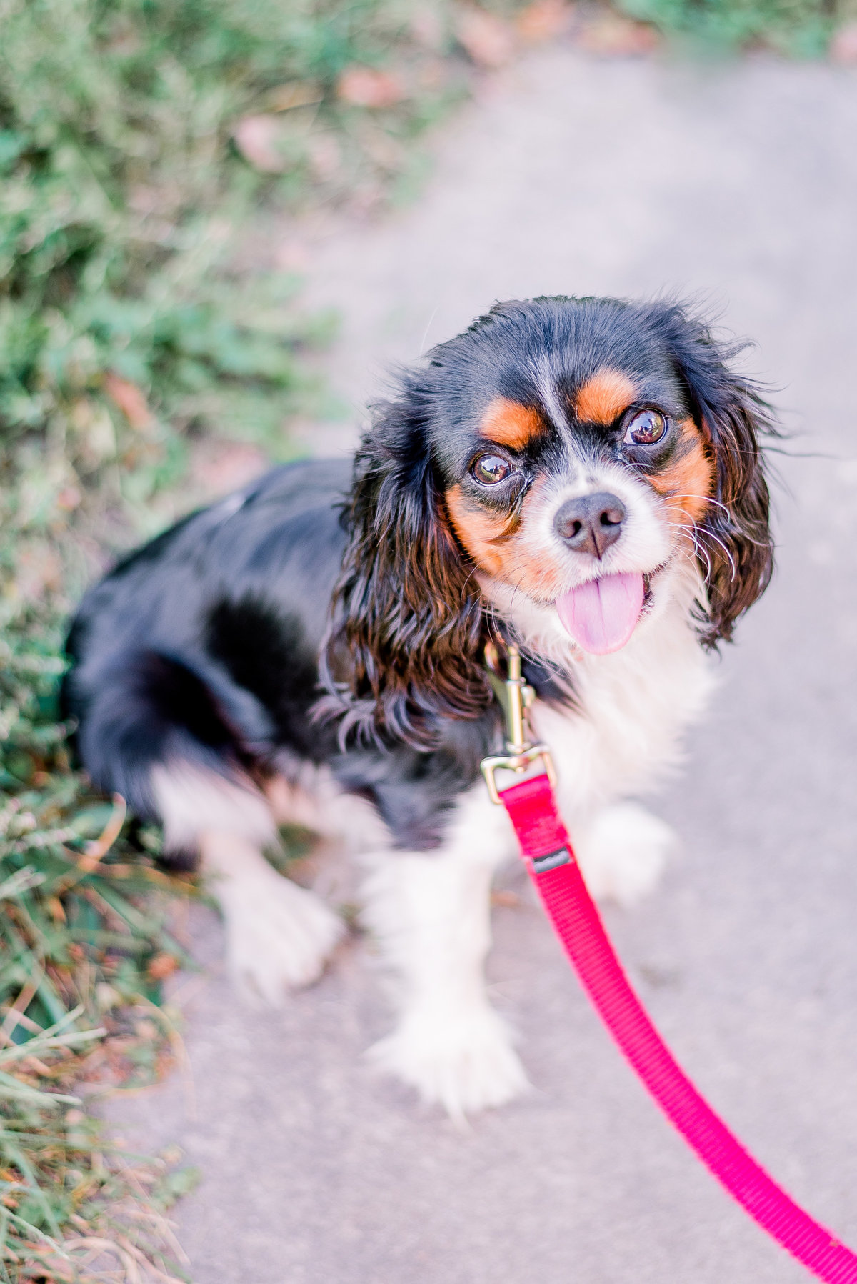 Cloer Puppy Session Cait Potter Creative LLC Pet Photographer Animal Photographer-6