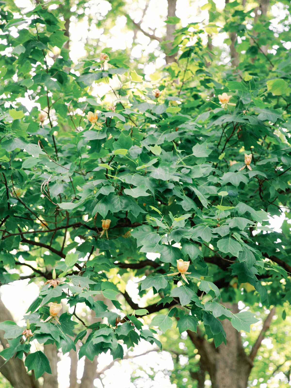 J+R_Liriodendron Mansion_Luxury_Wedding_Photo_Skyler Jordan Photography-76