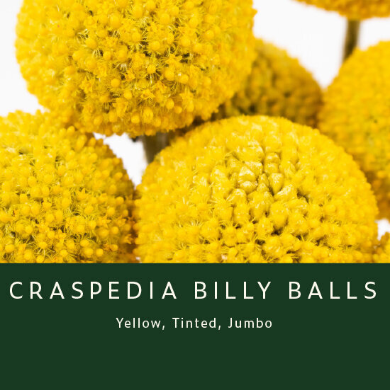 Craspedia-Billy-Balls