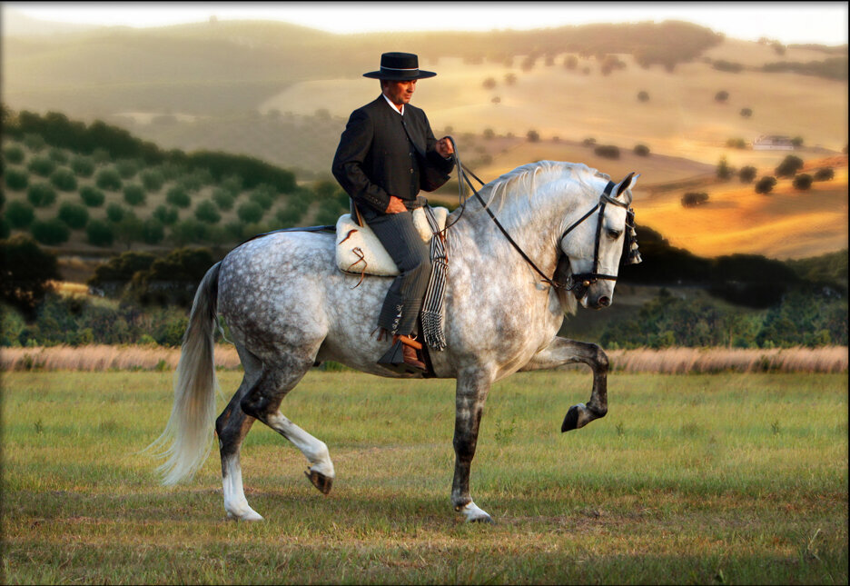 andalusian stallion native tack PRE horse