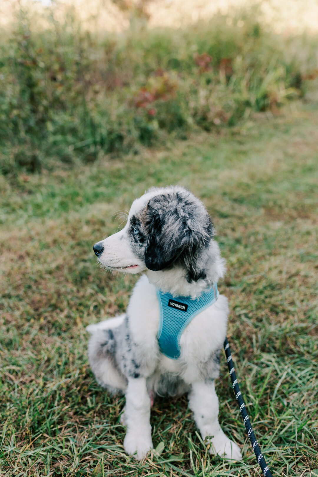 DVP-Northern-Virginia-Family-Photographer-51-2