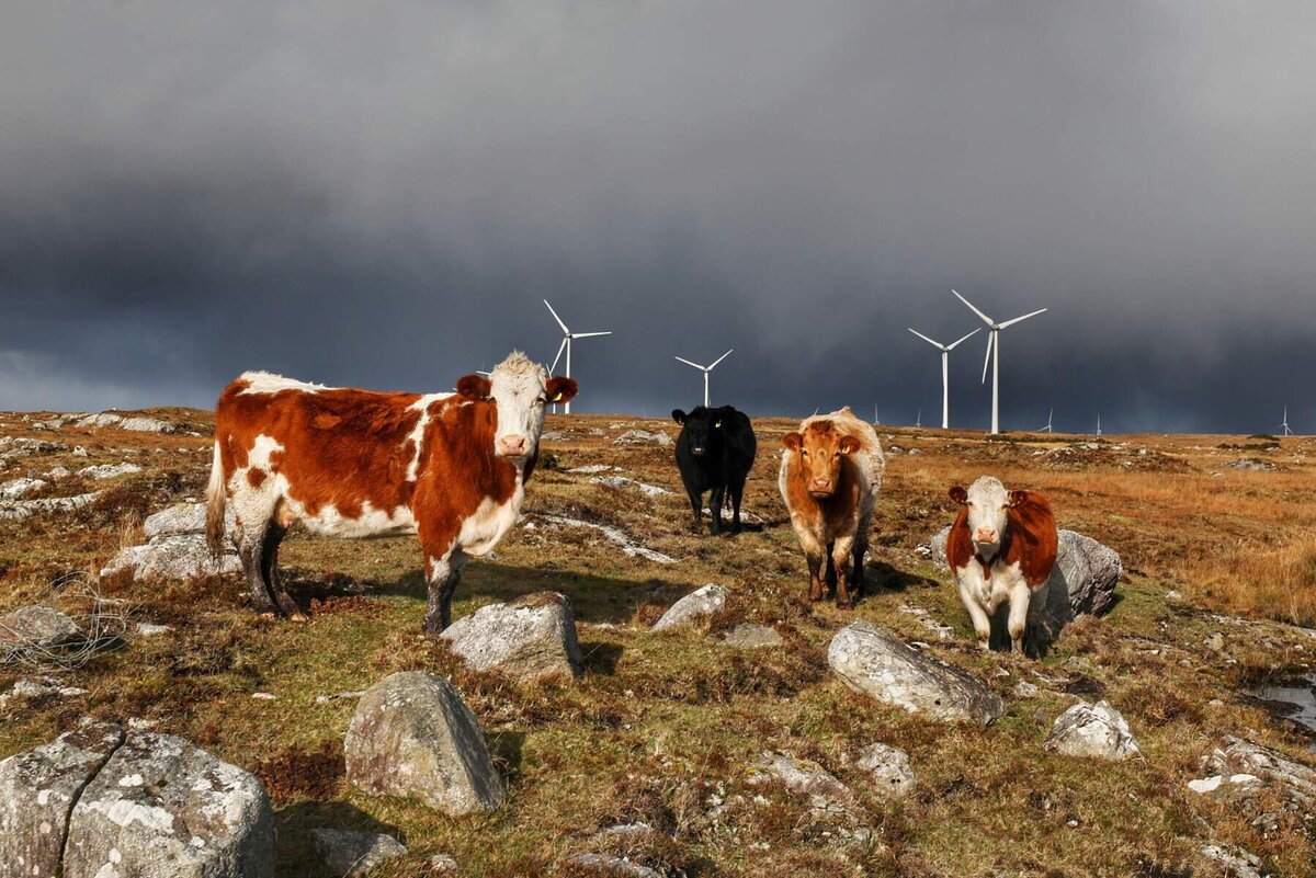 Cows, Connemara, Co Galway_Web Size