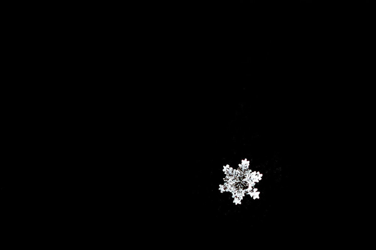 Snow Cats (20)_websize