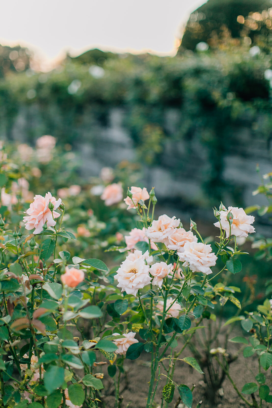 MagdalenaStudios_Engagement_MelisaJon-163_websize