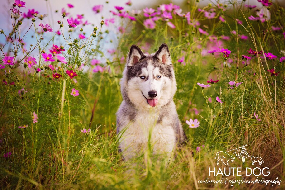Close up of a gray and white Husky dog sitting surrounded by tall greenery and pink flowers.