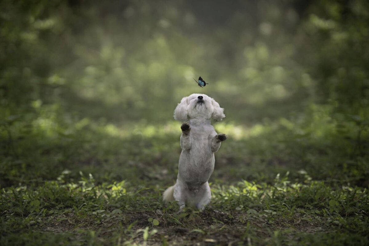 lilla-bordas-portraits-tampa-DOG-photographer1337_2