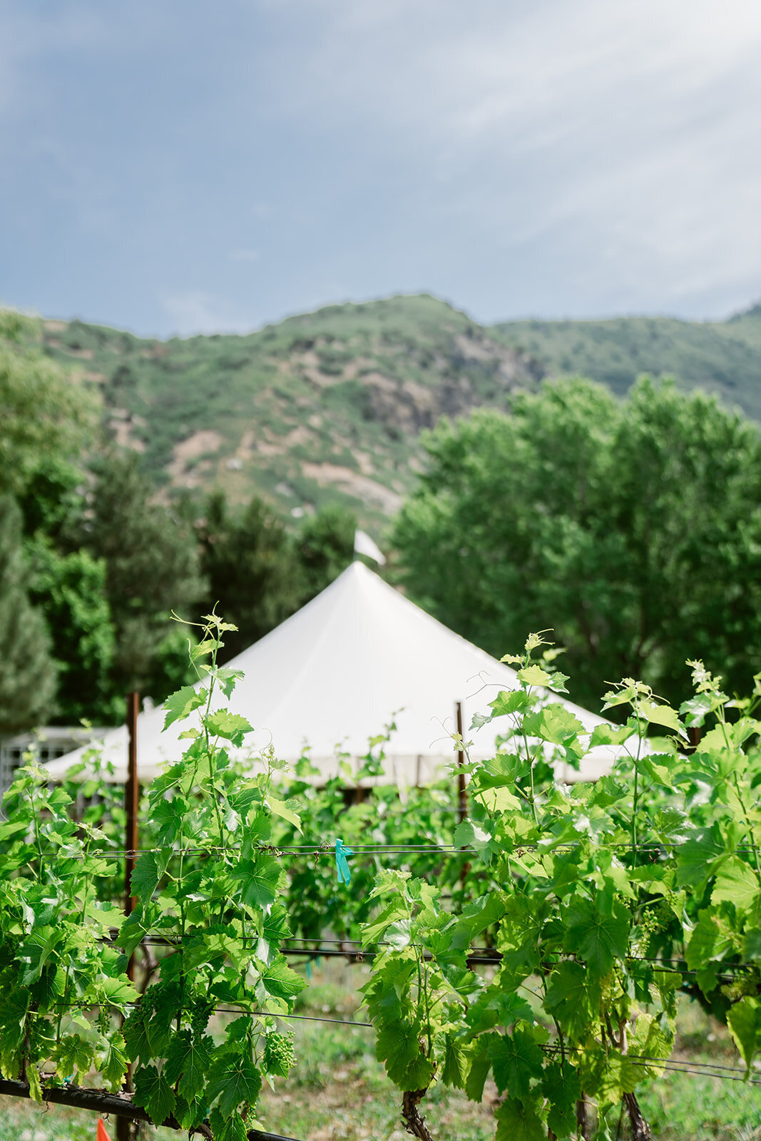 la-caille-summer-utah-mountain-wedding-pepper-nix-2112-0350