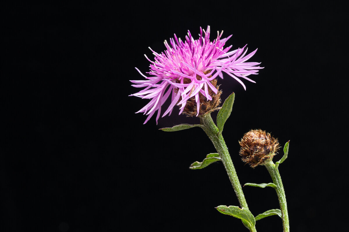 knapweed_9917_C1