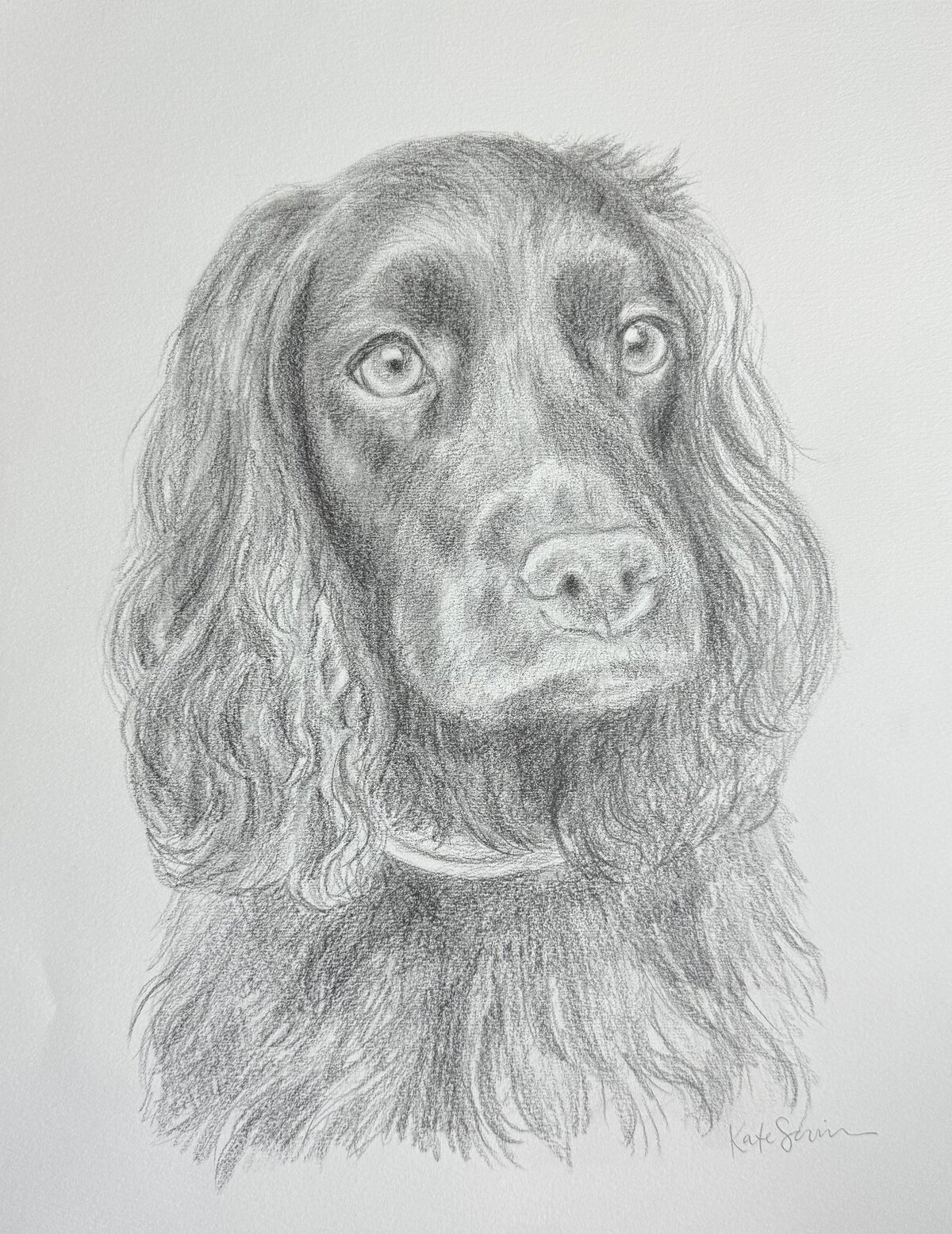drawing of dog