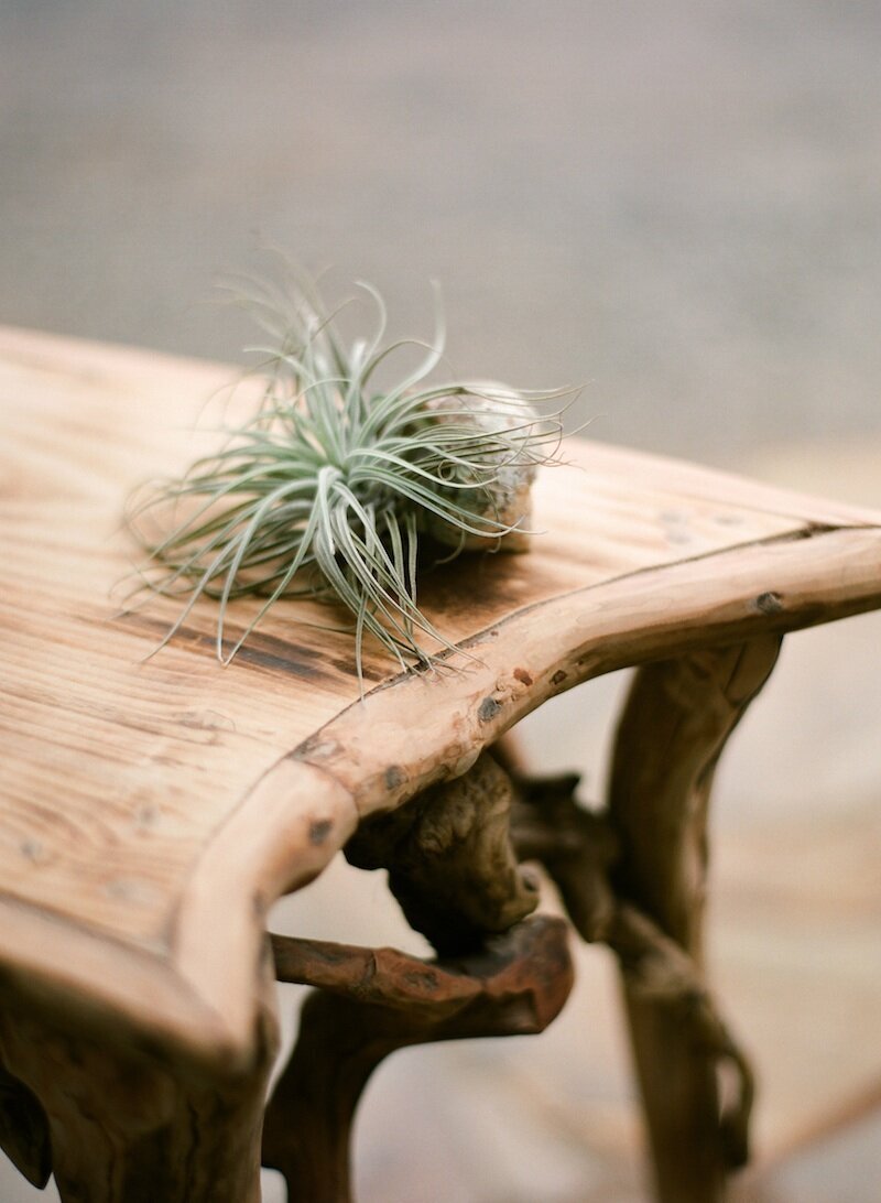 table with air plant