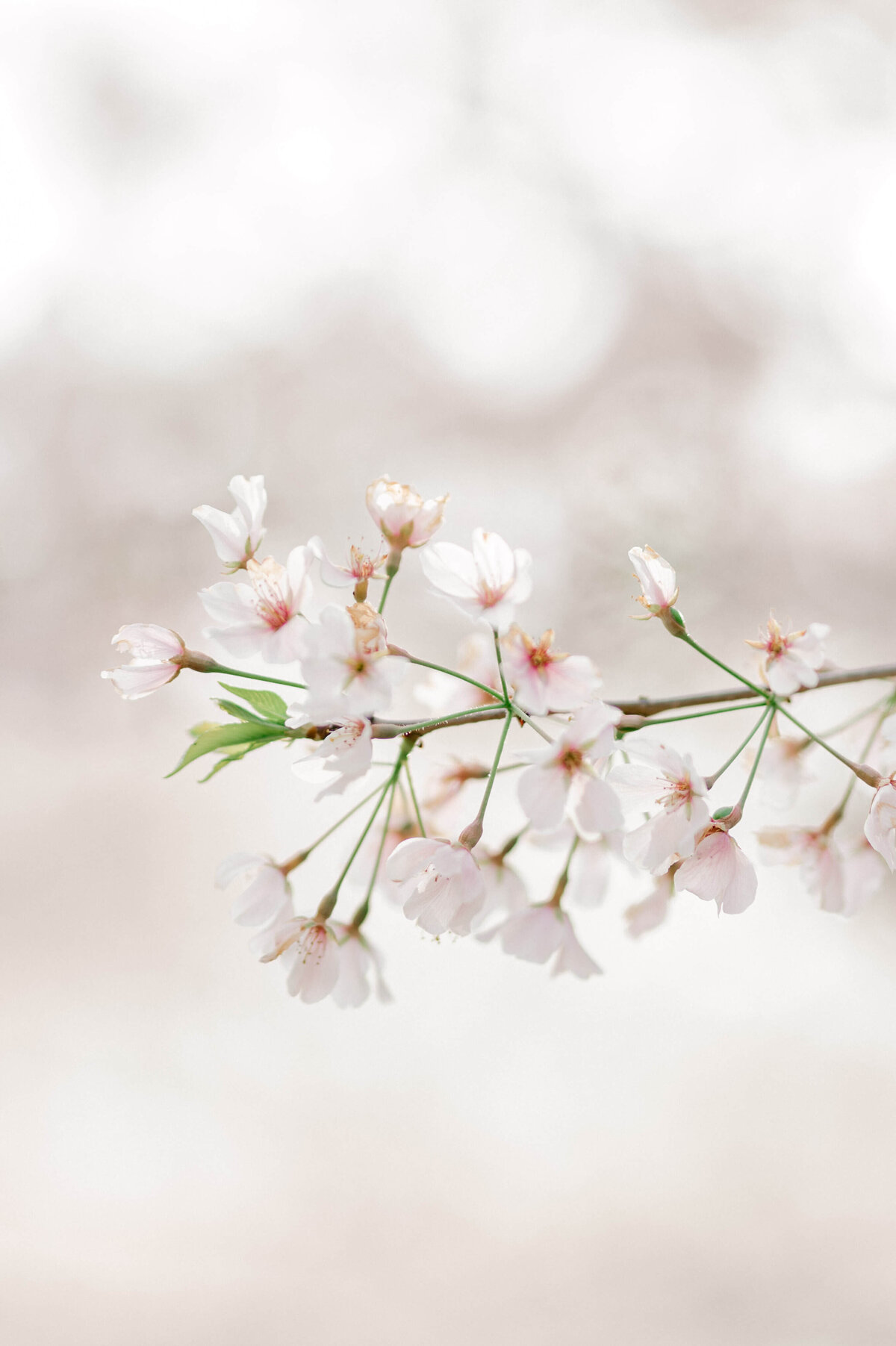 Cherry blossom photo by Virginia Wedding photographer Rachael Mattio