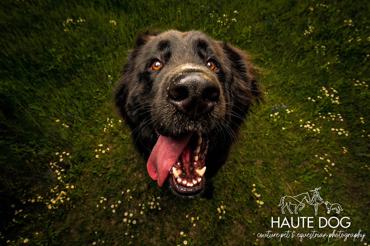 A black dog standing in small white flowers and green grass looks up at the camera smiling with his tongue hanging out the side of his mouth.