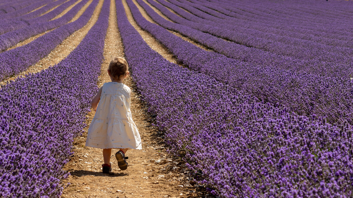 A young girl in a white dress walking through a vibrant lavender field with symmetrical rows extending towards the horizon.