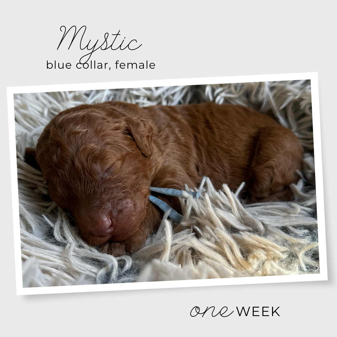Mystic The Pumpkin Litter - 5.png