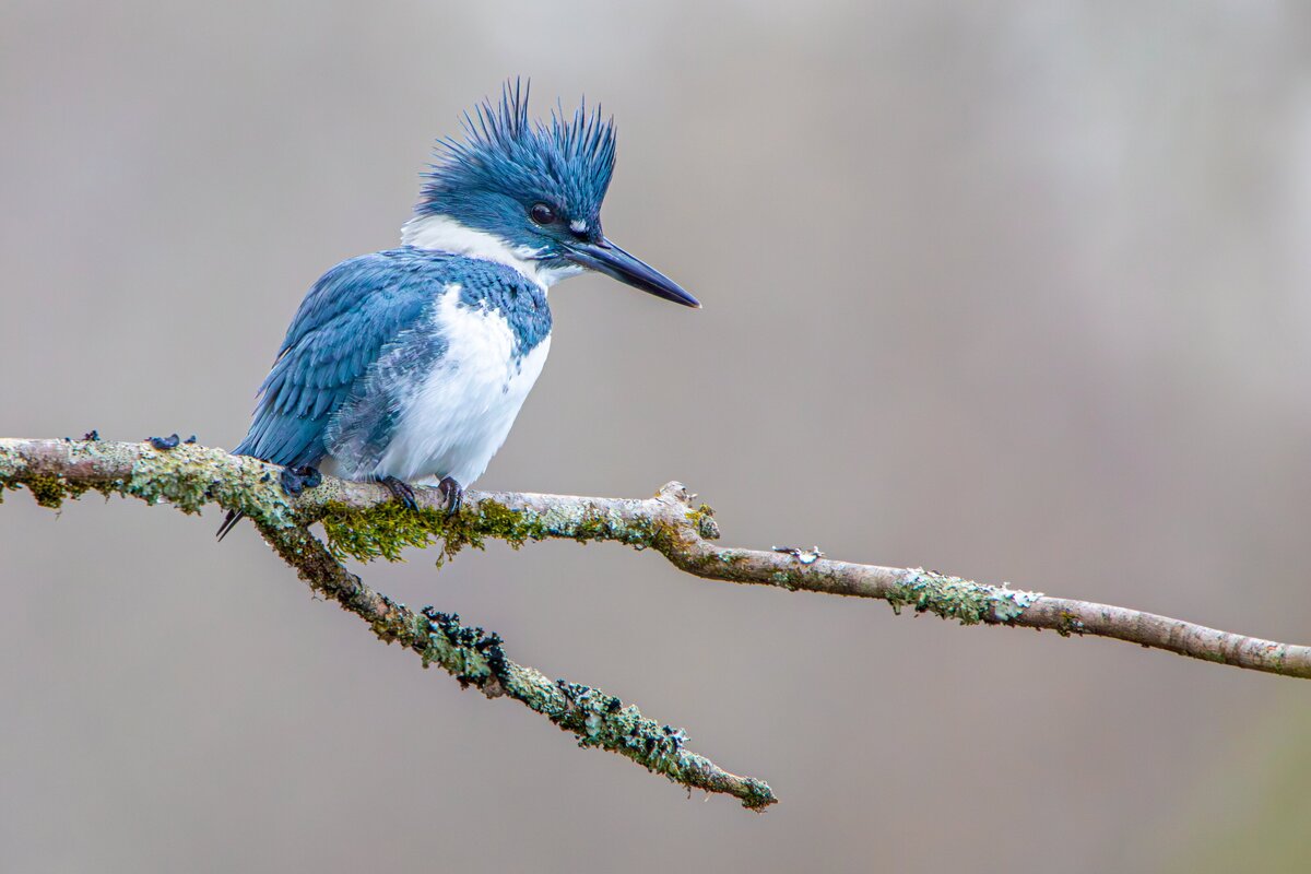 Belted King Fisher by Michael Kaal Photography 