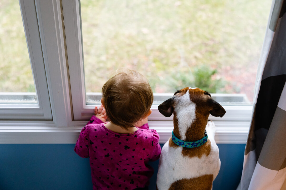 toddler-dog-looking-outdoors