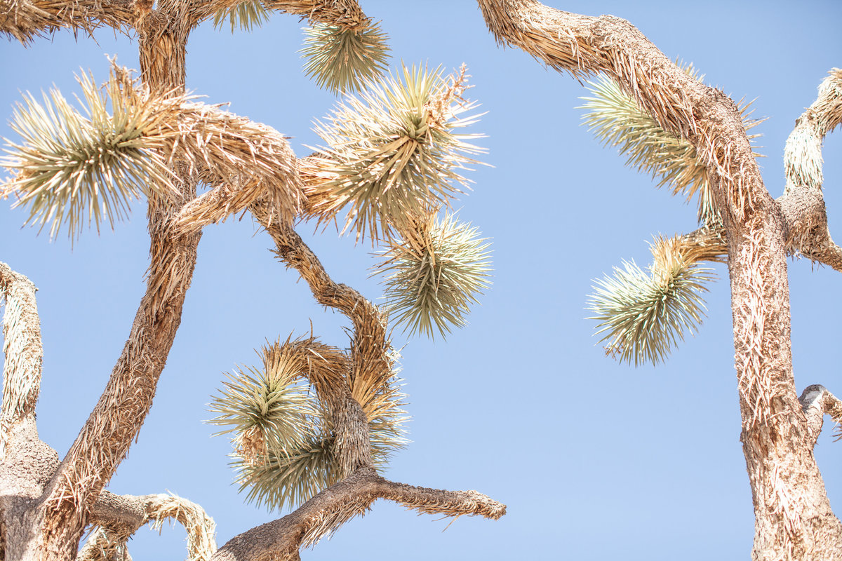 150708_150708 joshua tree_0319