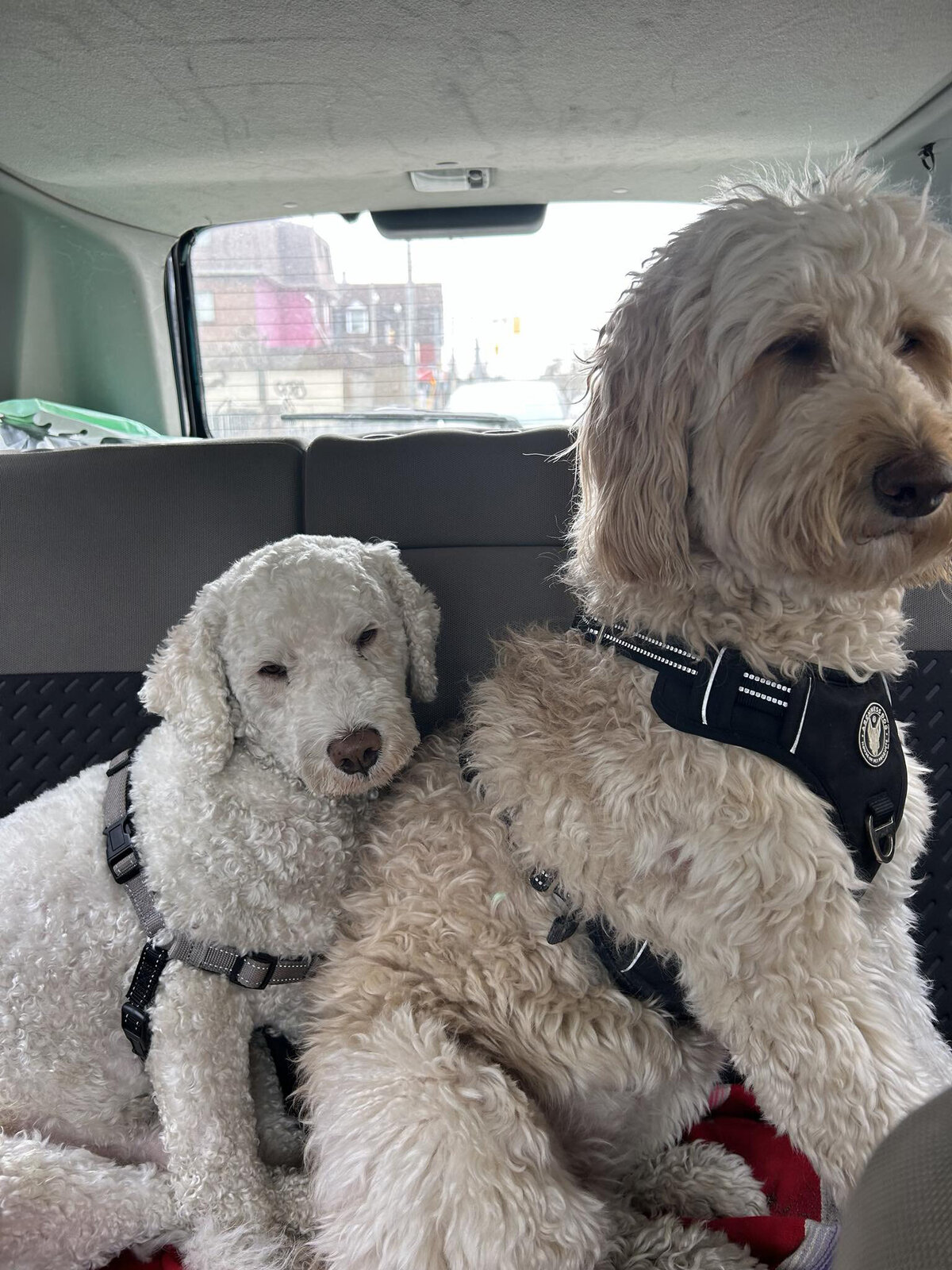 HamiltonToronto-PetSitting-021