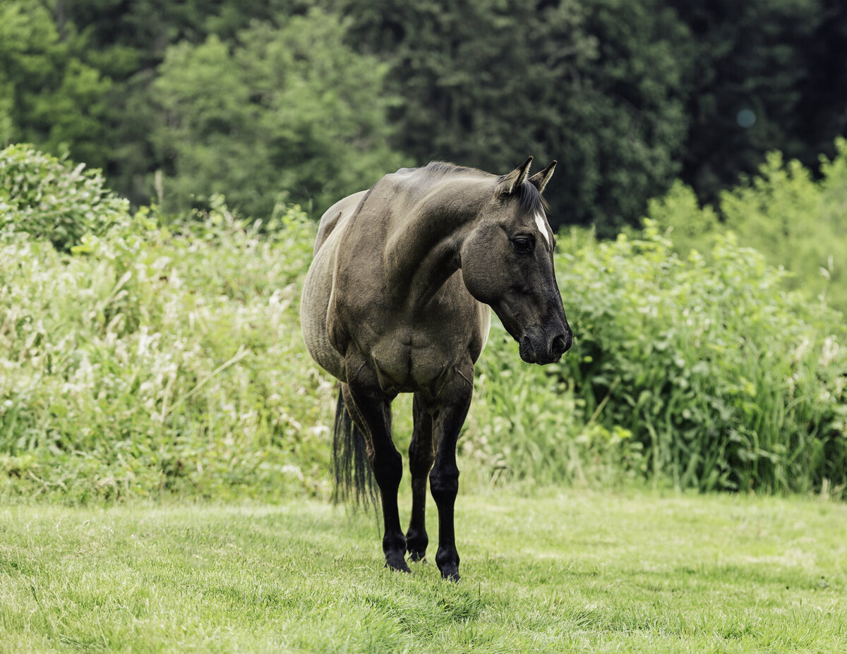 seattle-equine-photographer