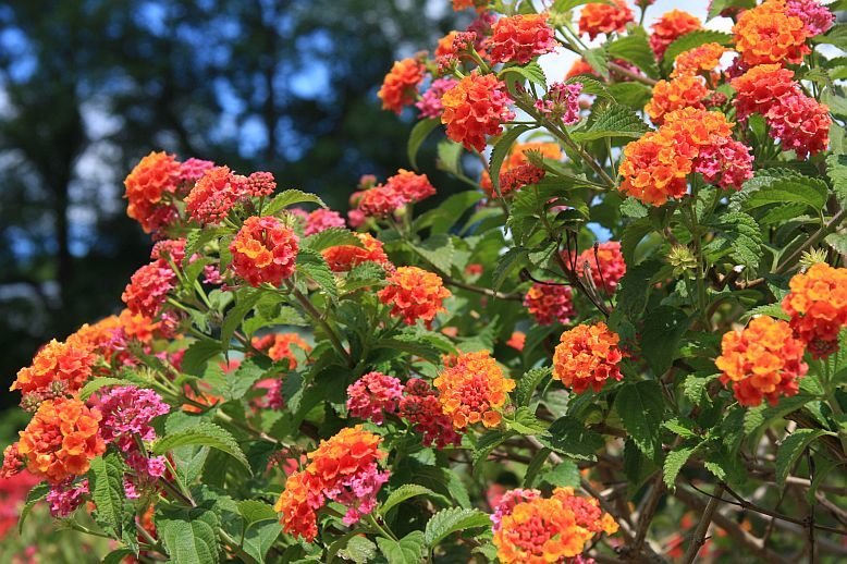 lantana