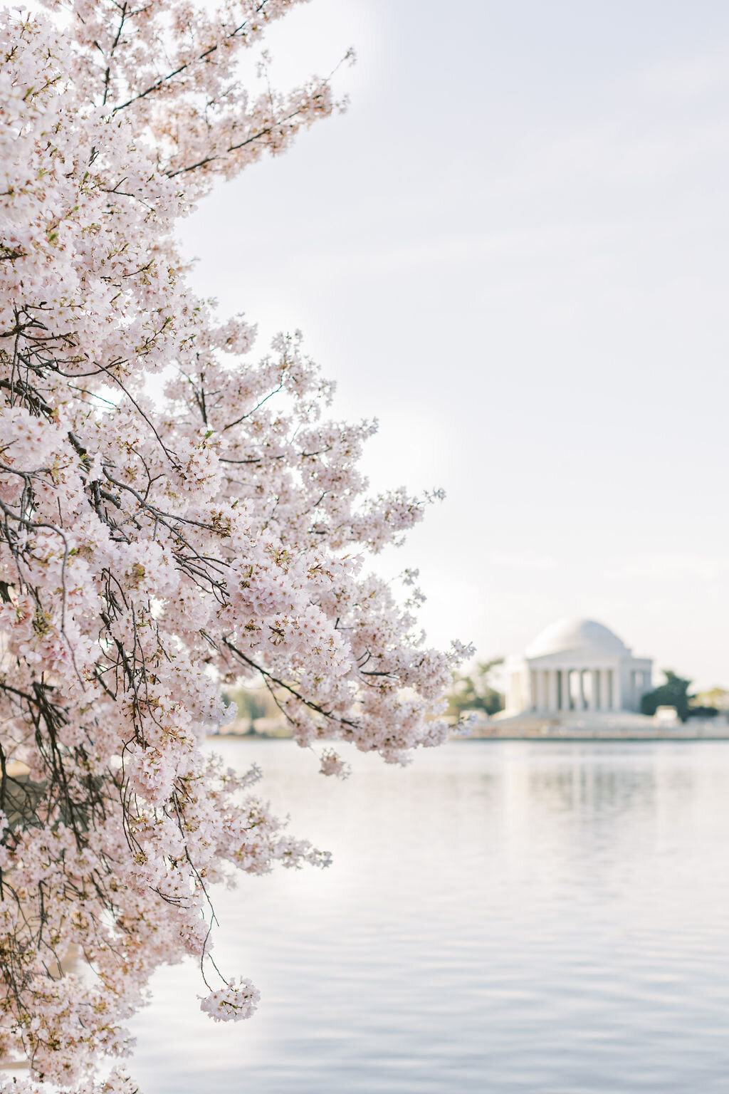 Washington DC Family Photos | Adela Antal Photography | Tidal Basin Cherry Blossoms