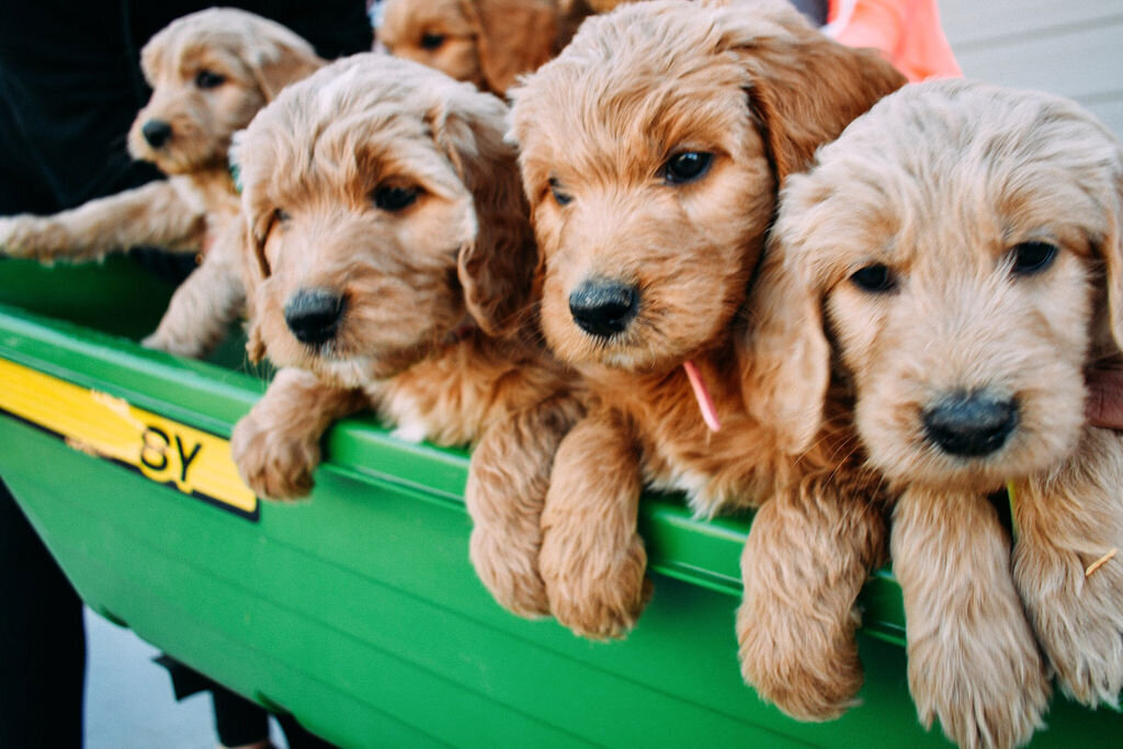 Puppies in a green wagon