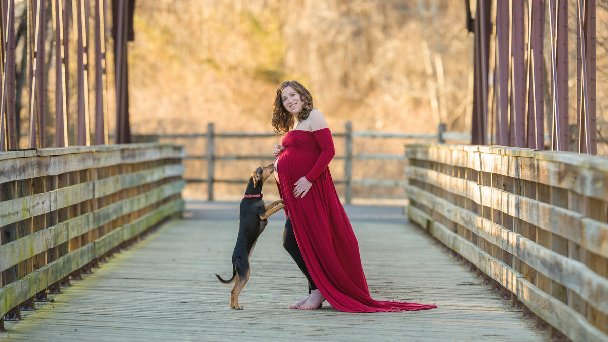 Maternity session with dog kissing belly