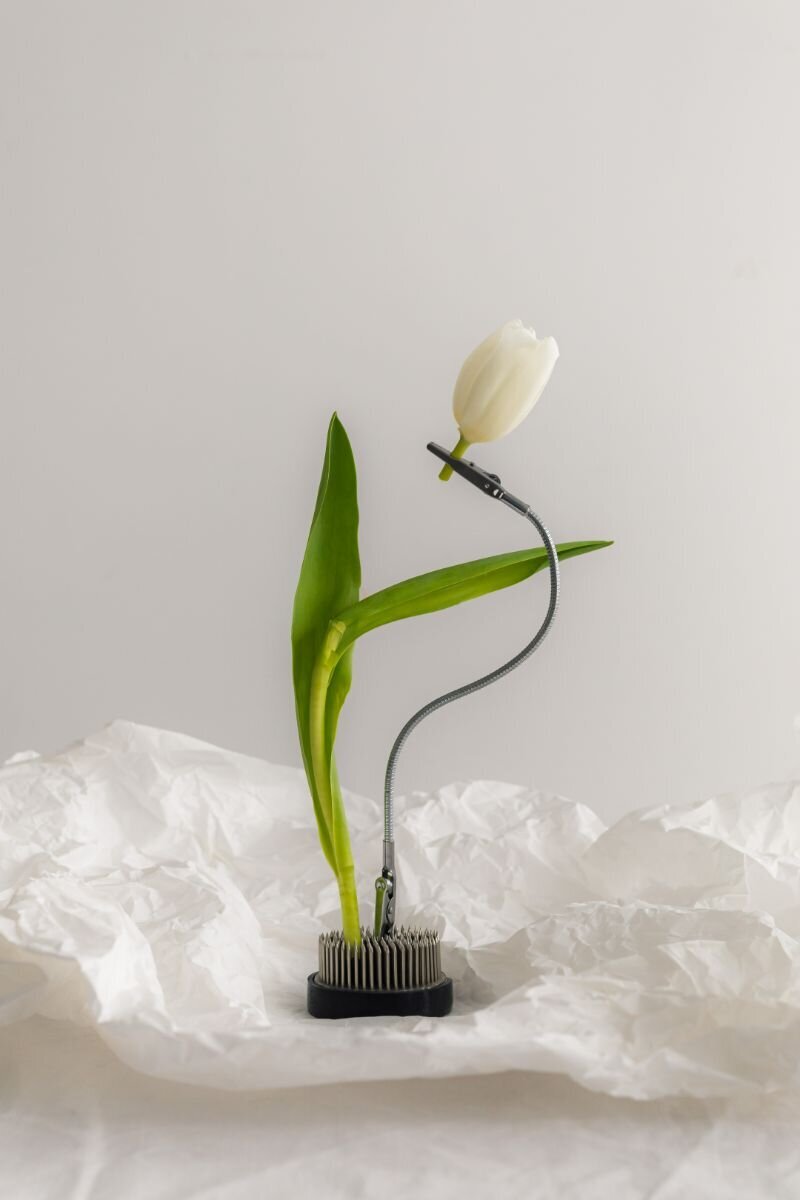 processed_kaboompics_minimalist-floral-still-life-with-white-flowers-and-water-39134