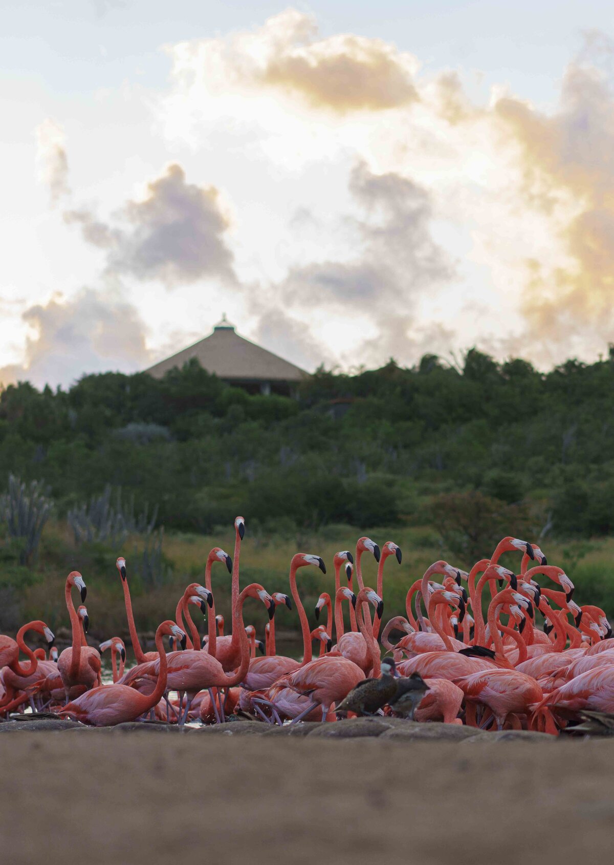 Necker Island BVI flamingos_Private Island Photography_Stephanie Vermillion