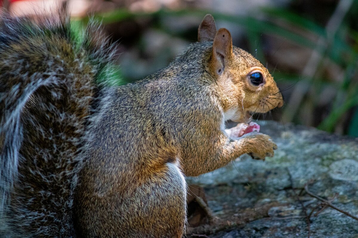 Squirrel_Eating-d661486a-2500