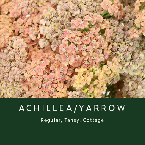 Achillea