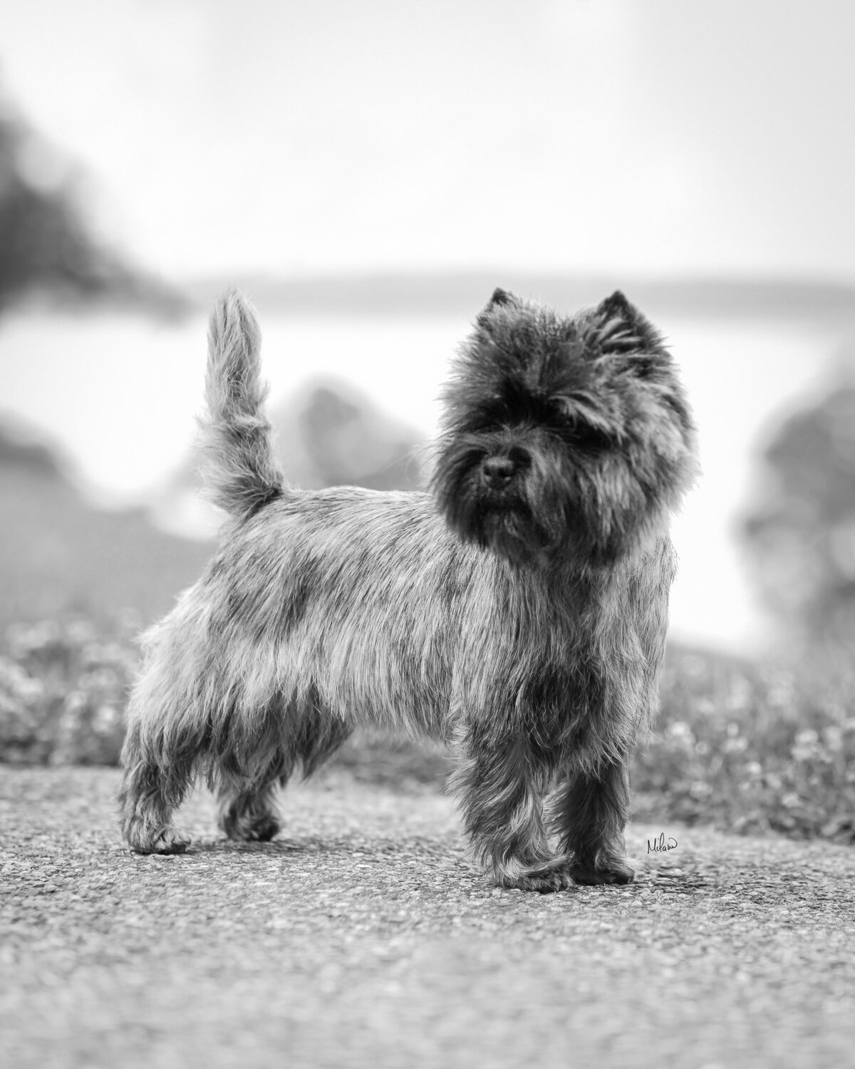 DSC_0604-BW