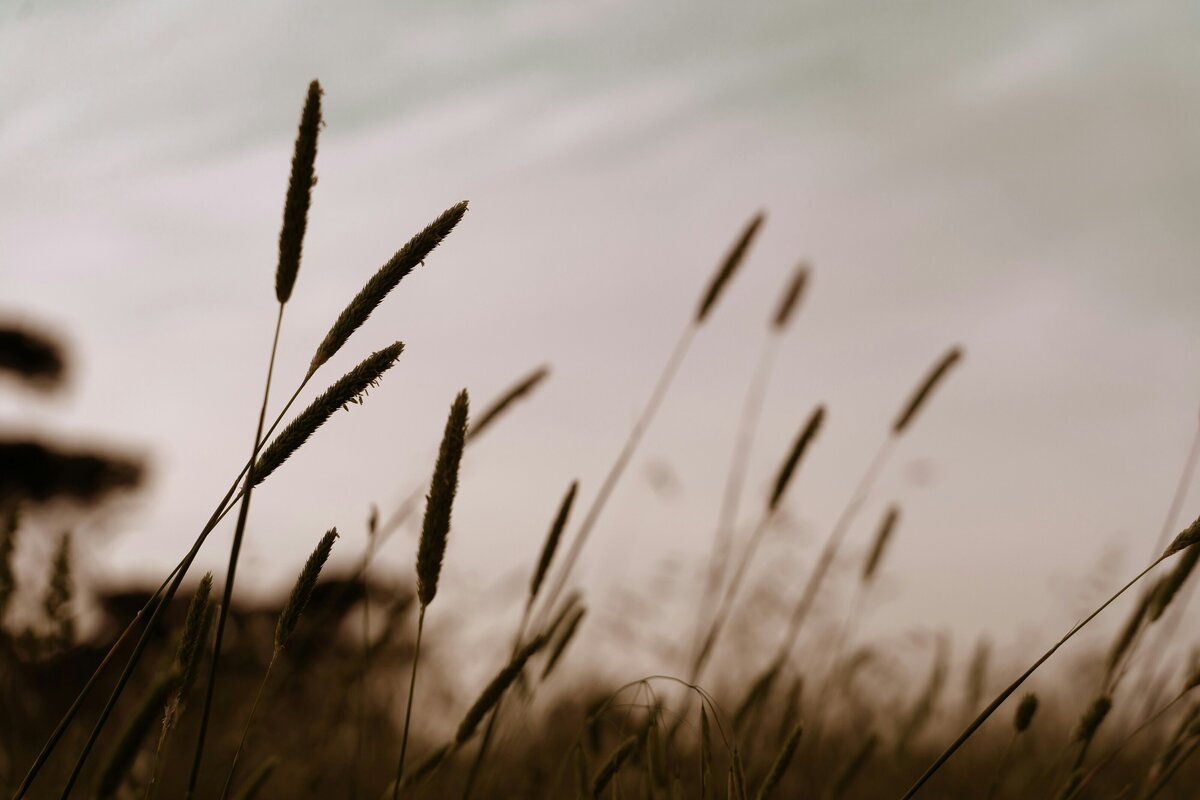 grasses