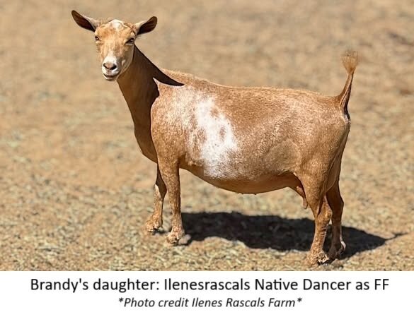 daughter nativedancer