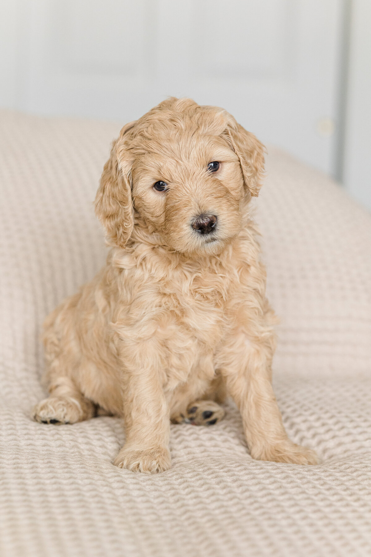 076_Bernedoodles