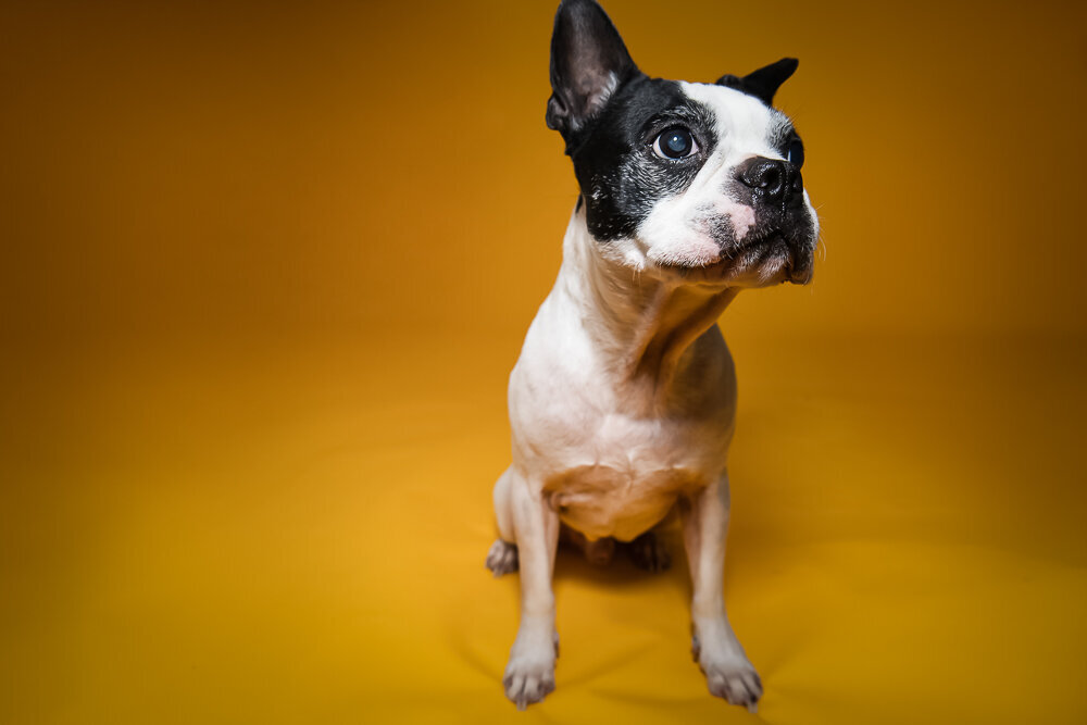 dallas-fortworth-pet-photography-Tyrion-2