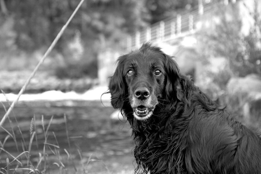 black and white photo of a handsome dog